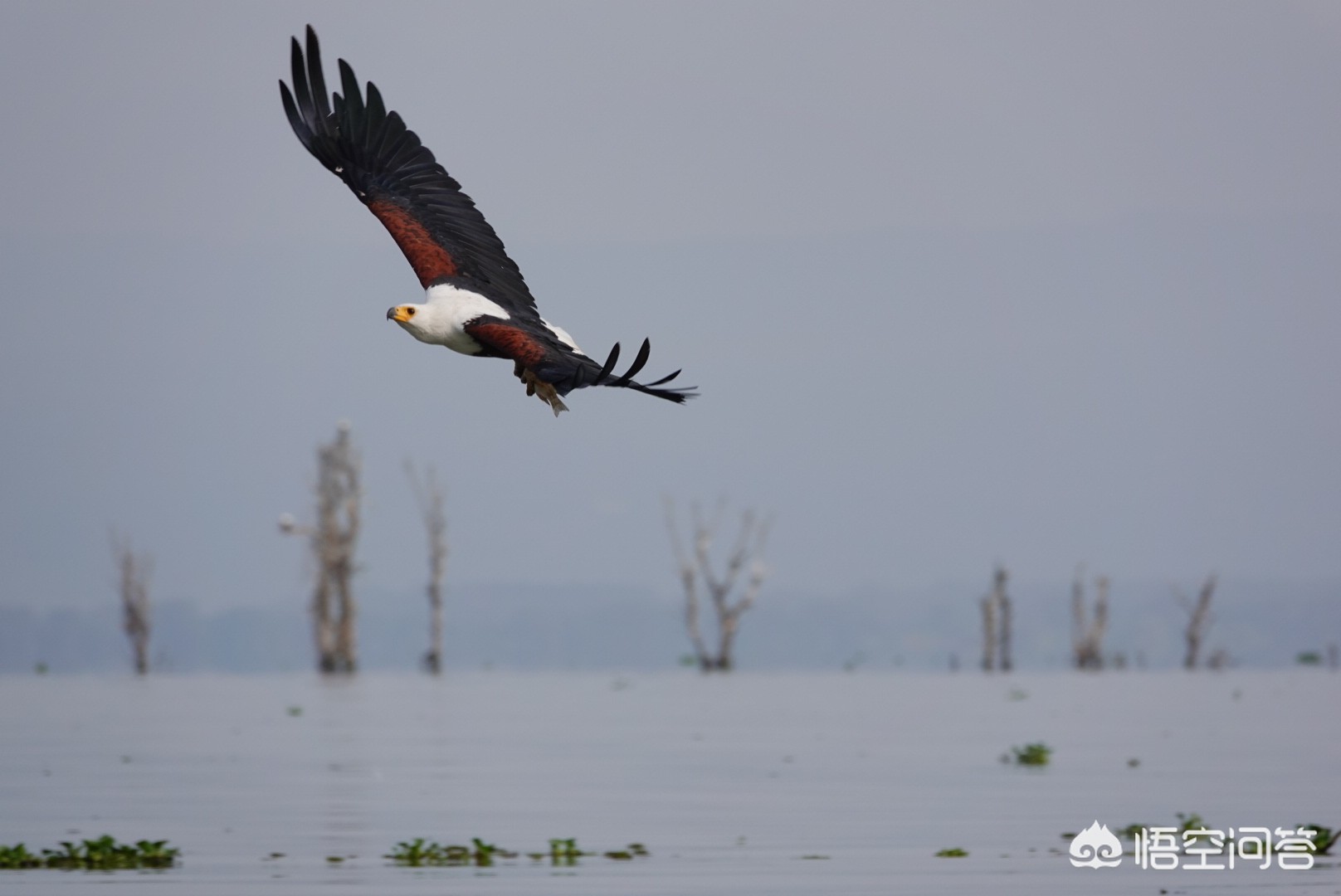 索尼rx10m4索尼rx10m4详细参数