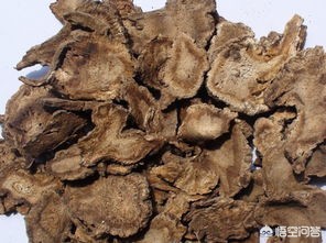 蒲公英和独活泡水喝有什么作用?