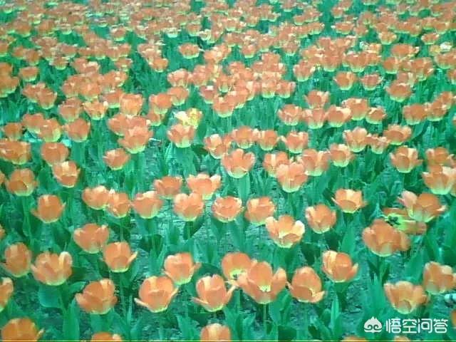 在中国历史上，你认为有哪些抒写春节的佳作？