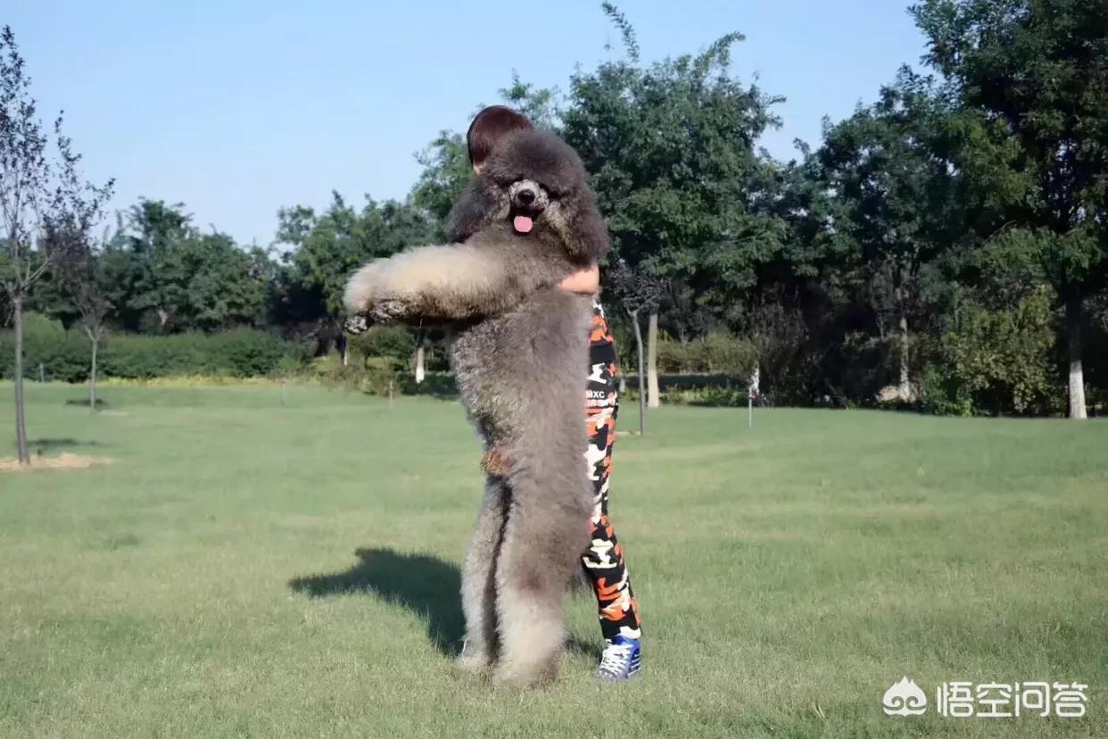 大型犬(适合懒人养的10种大型犬?) 大型犬(适合懒人养的10种大型犬?)