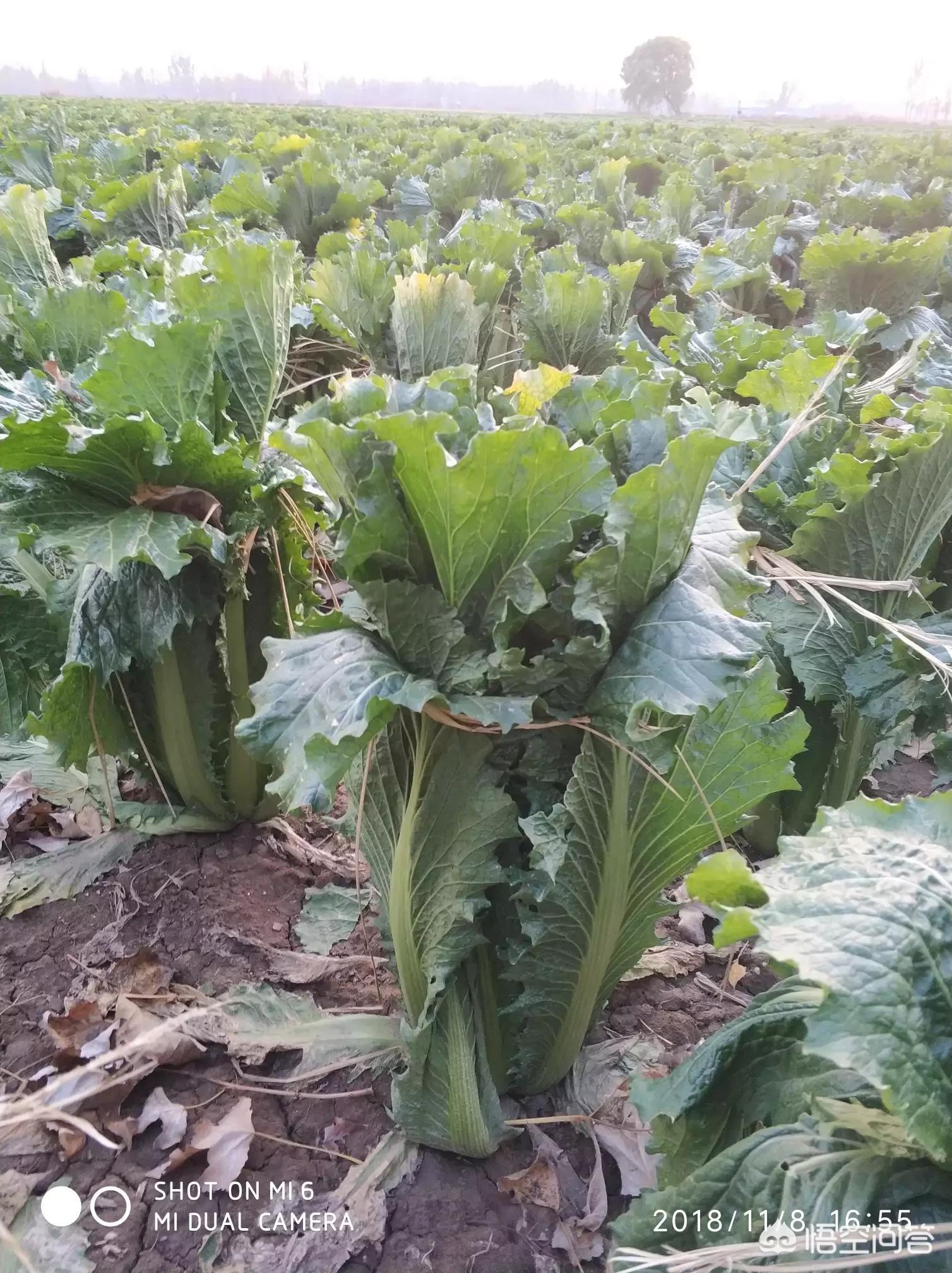 白菜汽车报价,白菜汽车网