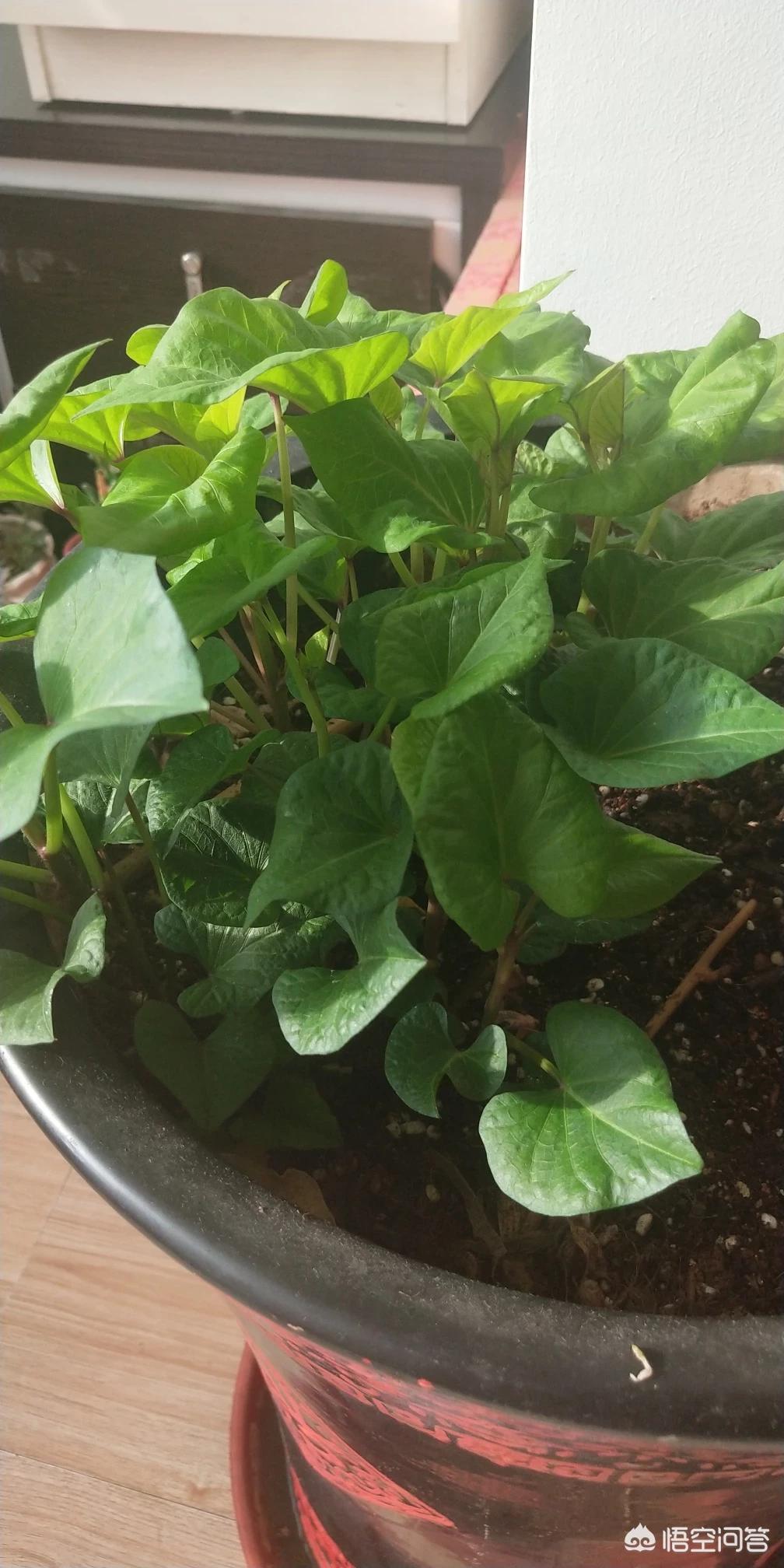 大连市什么地方卖活鸡