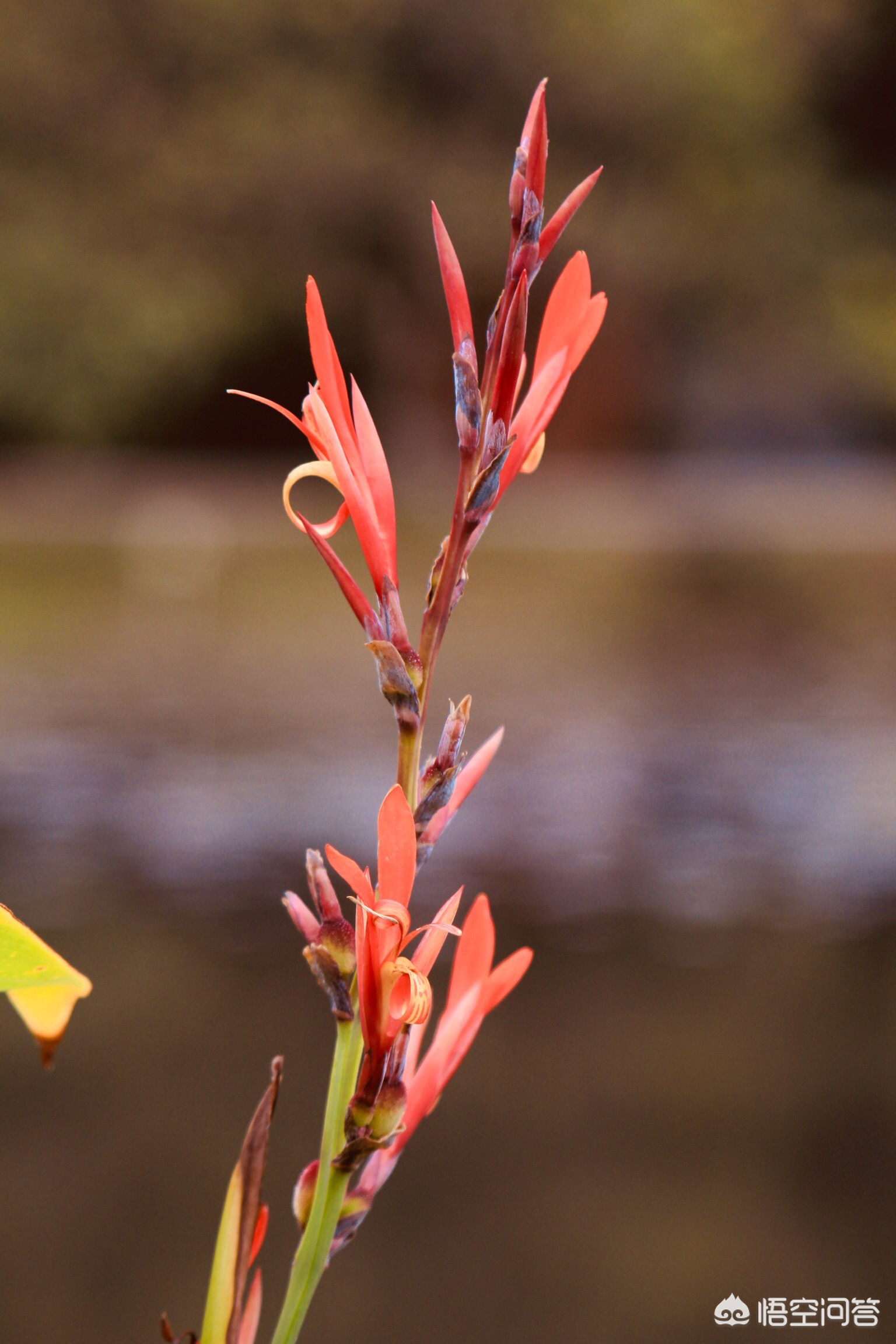 [怎么才能让]怎么才能让自己变的乐观，开朗，没有烦恼？