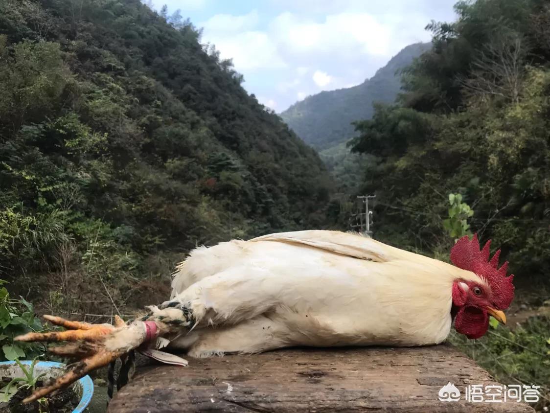 买好（买洗衣机在唯品会买还是京东买好？）