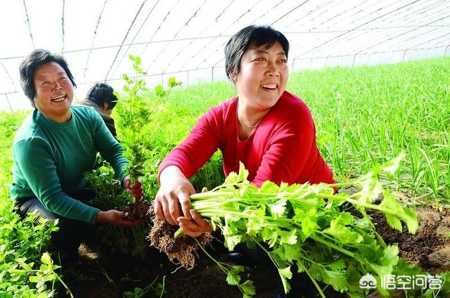 [桔子红了]《桔子红了》这部电视剧，你觉得好看吗？