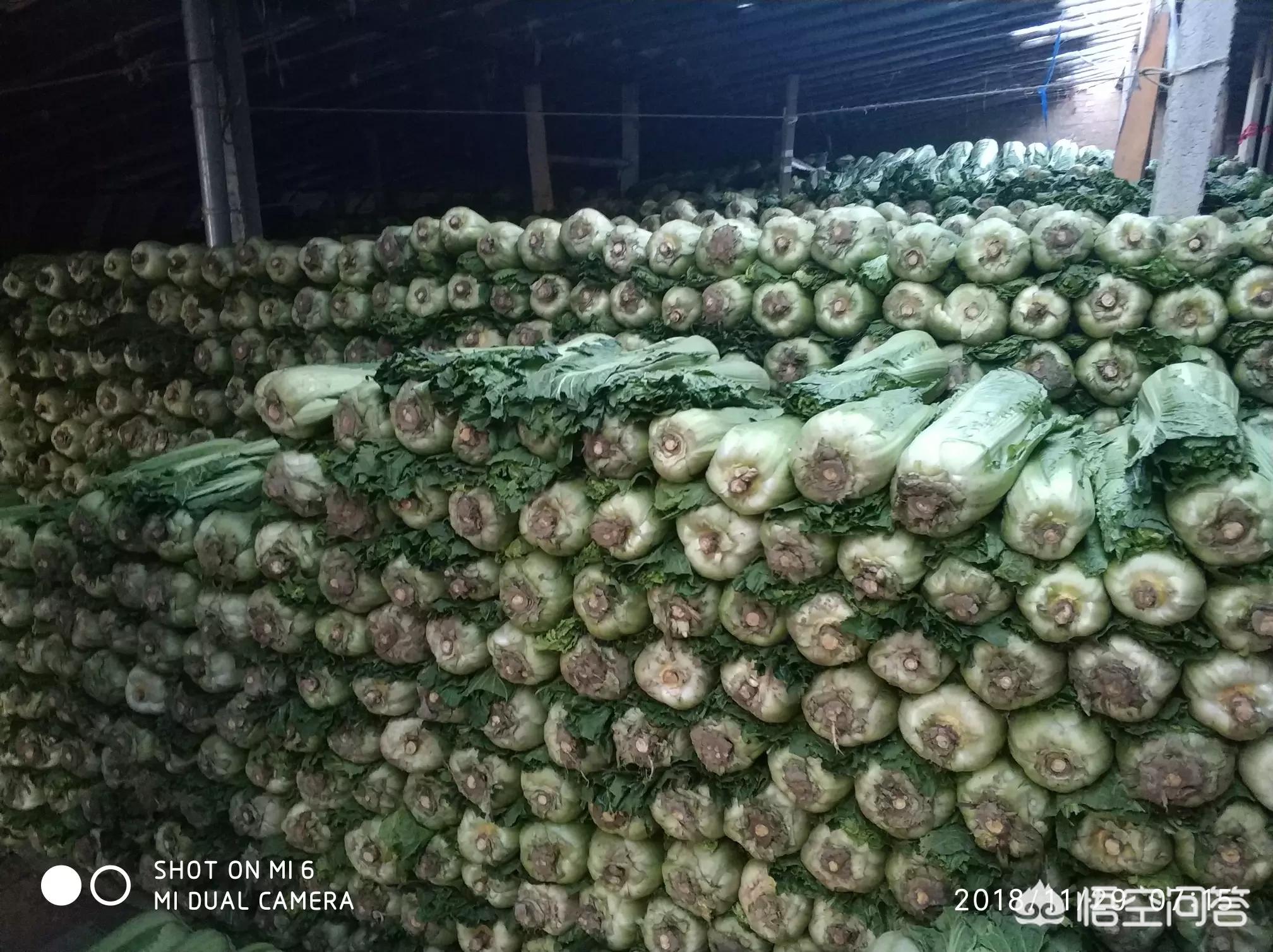 白菜汽车报价,白菜汽车网