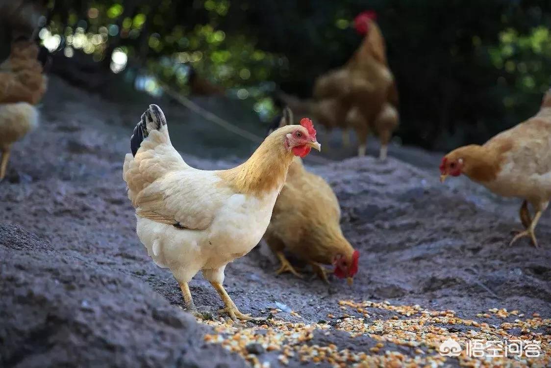 买好(买洗衣机在唯品会买还是京东买好?) 买好(买洗衣机在唯品会买还是京东买好?)