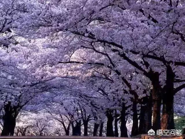 在中国历史上，你认为有哪些抒写春节的佳作？