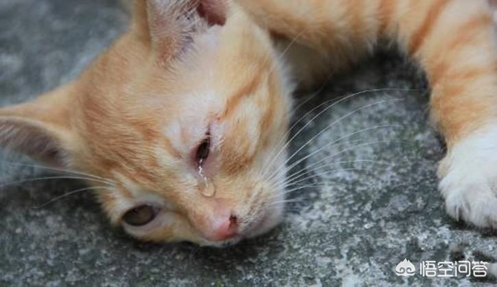 猫屋虐猫致4只猫死