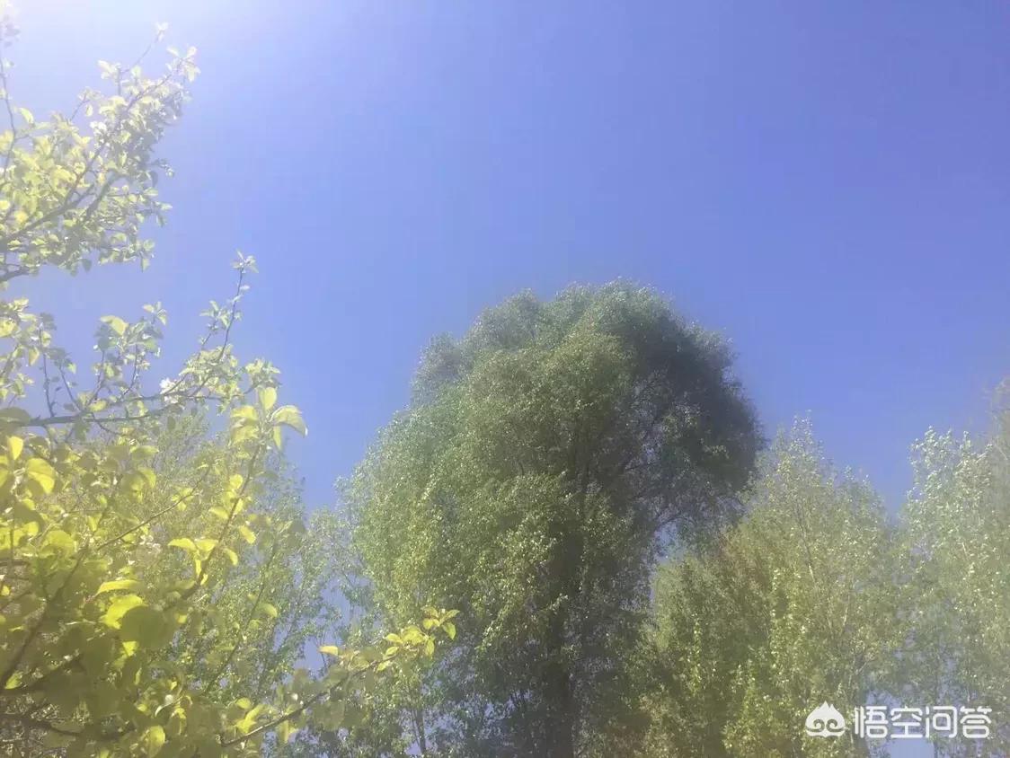 在中国历史上，你认为有哪些抒写春节的佳作？