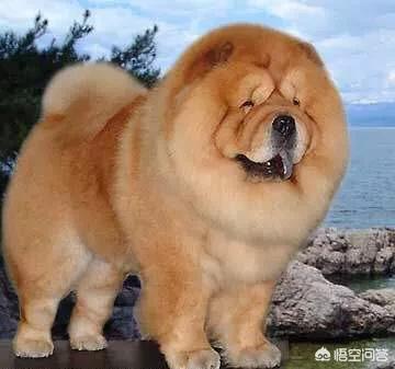 大型犬(适合懒人养的10种大型犬?) 大型犬(适合懒人养的10种大型犬?)