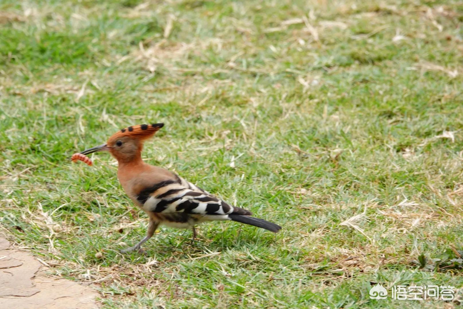 索尼rx10m4索尼rx10m4详细参数