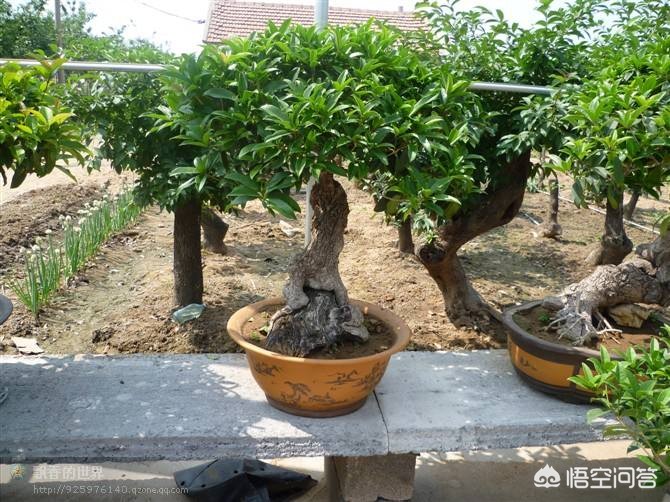 河南怎么样养桂花 河南怎么样养桂花