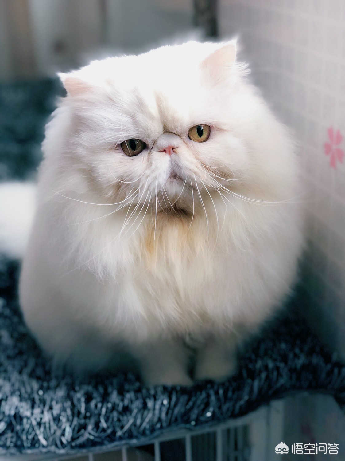 cc猫(ccfc名猫协会?) cc猫(ccfc名猫协会?)