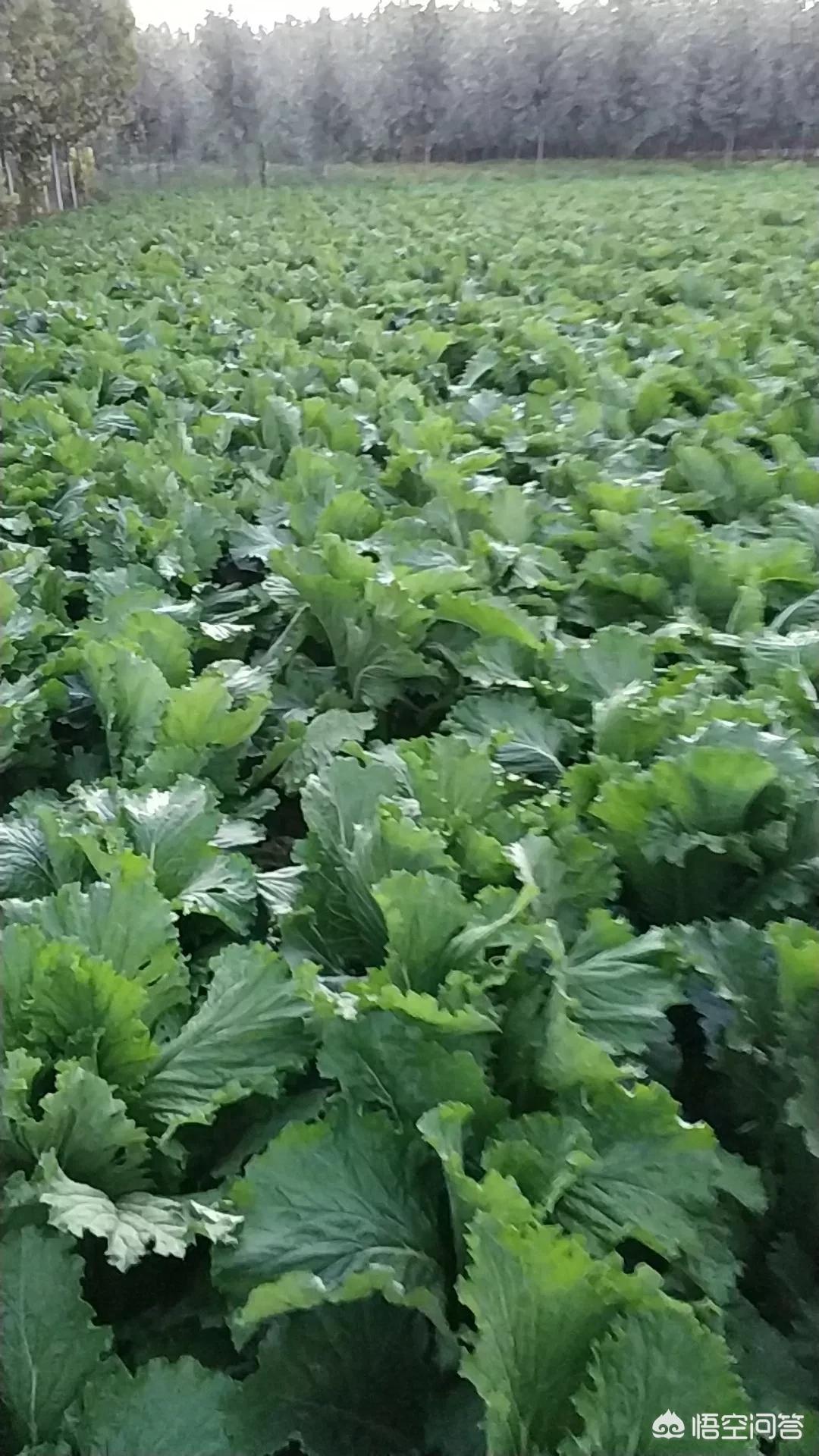 白菜汽车报价,白菜汽车网