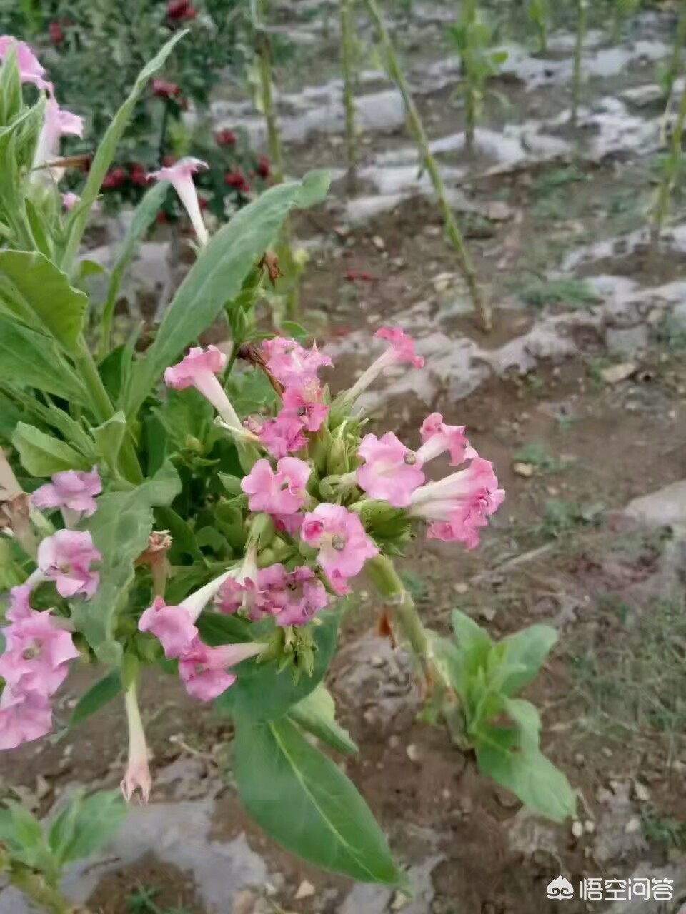 上海烟厂现在有哪些牌子 上海烟厂现在有哪些牌子