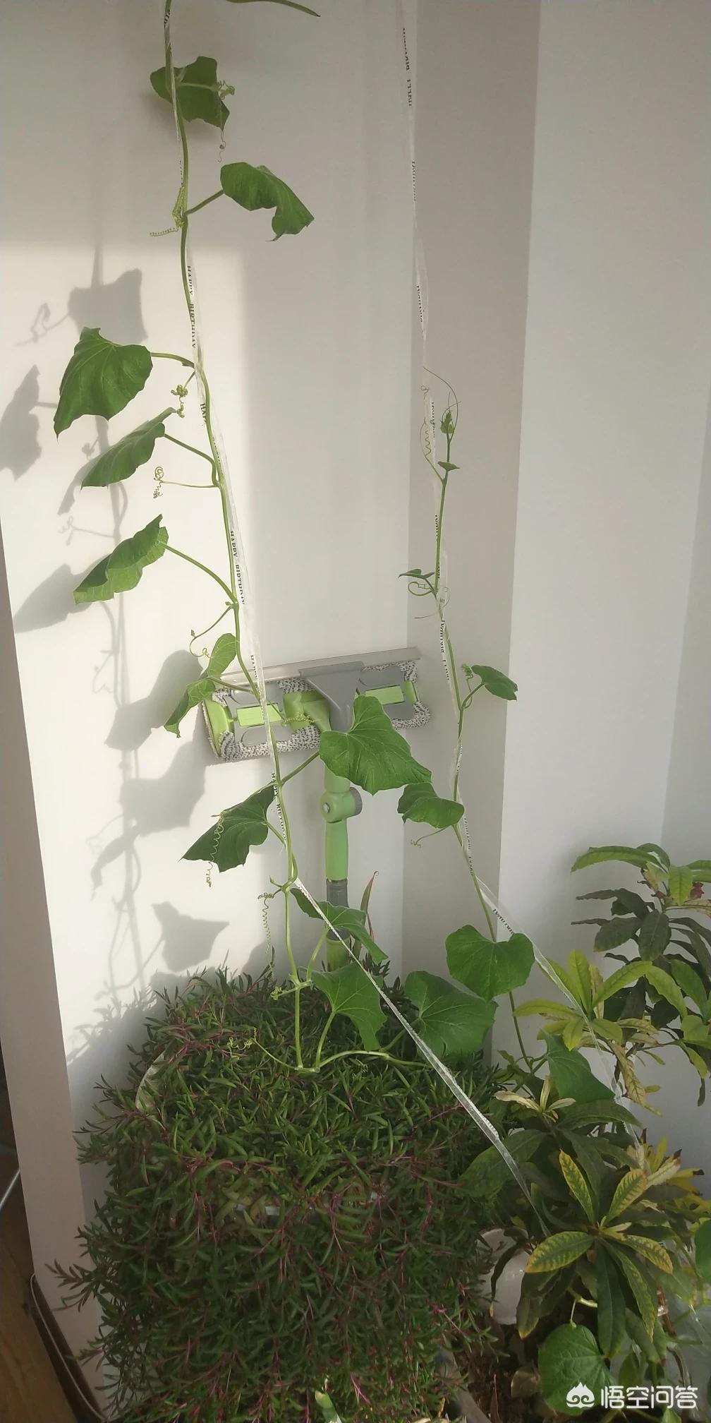 大连市什么地方卖活鸡 大连市什么地方卖活鸡