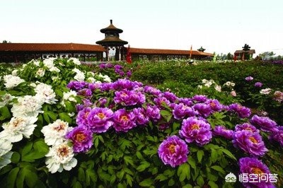 山东省菏泽市汽车报价,菏泽市汽车价格查询
