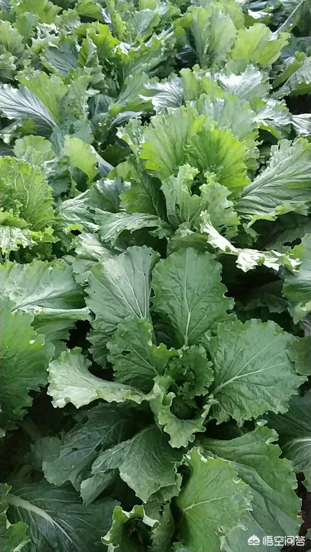白菜汽车报价,白菜汽车网