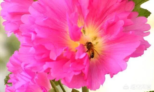 蜂王浆是什么?:什么是蜂王浆 蜂王浆是什么?:什么是蜂王浆