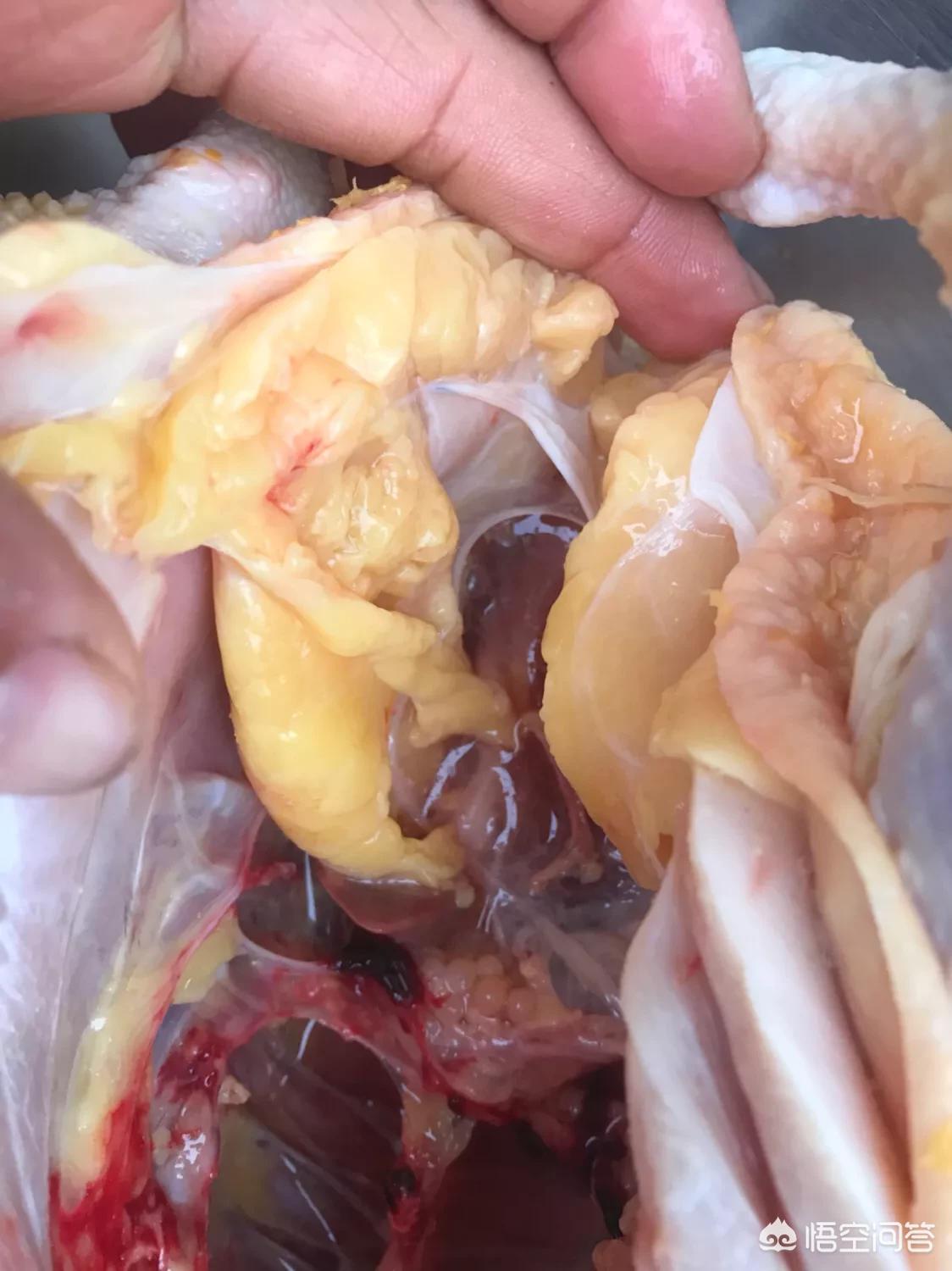 买好(买洗衣机在唯品会买还是京东买好?) 买好(买洗衣机在唯品会买还是京东买好?)