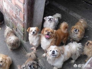 没有狗狗的海外生活，没有狗狗的海外生活视频