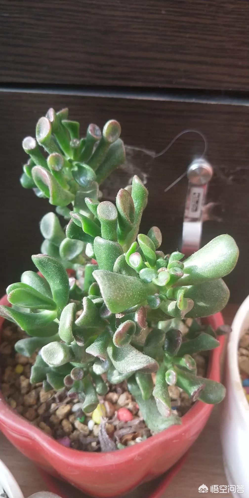 大连市什么地方卖活鸡 大连市什么地方卖活鸡