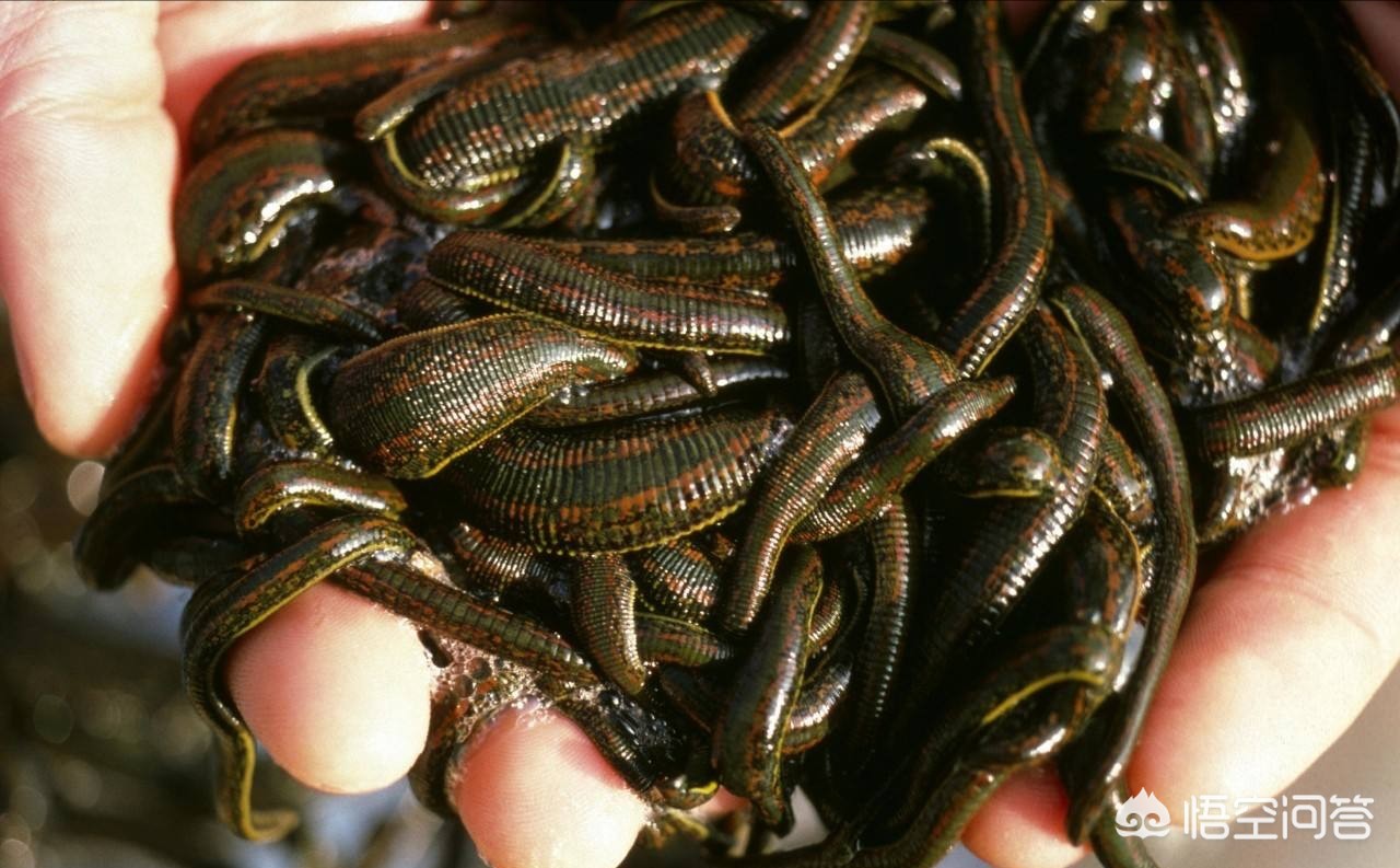 水蛭价格多少？怎么用最好？