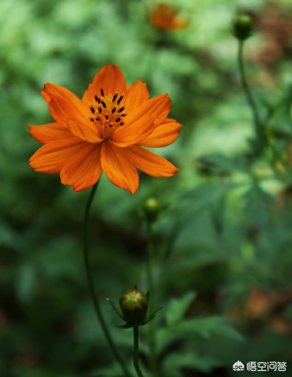 相机af（相机中的AF是什么意思？）