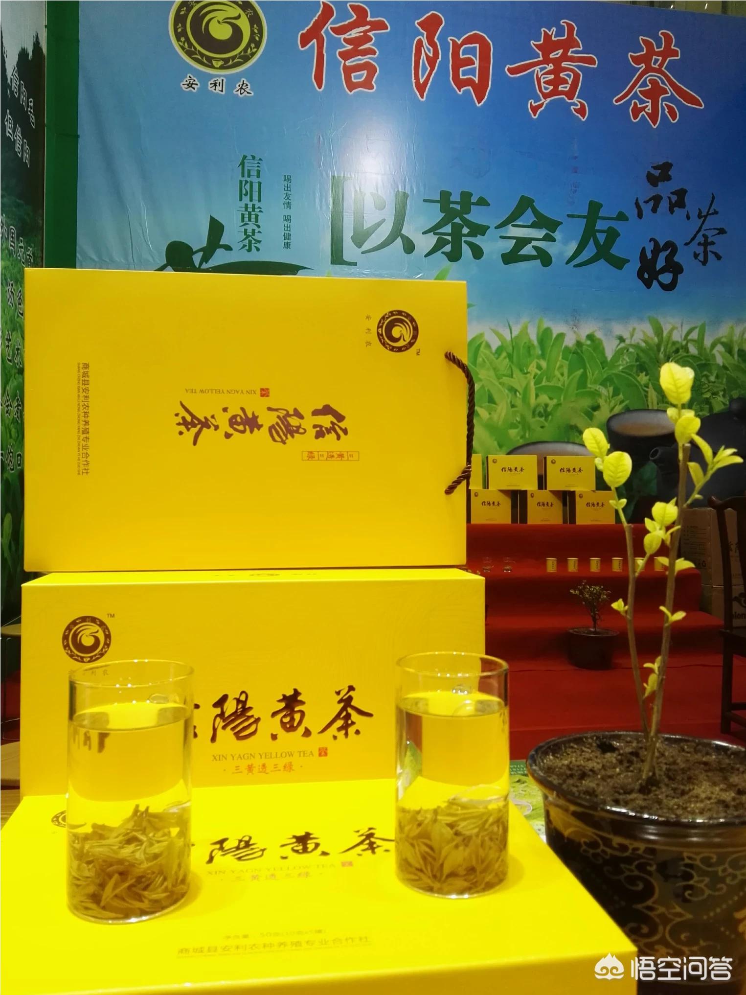 商城县的信阳毛尖怎么样？