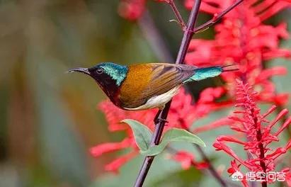 索尼rx10m4索尼rx10m4详细参数