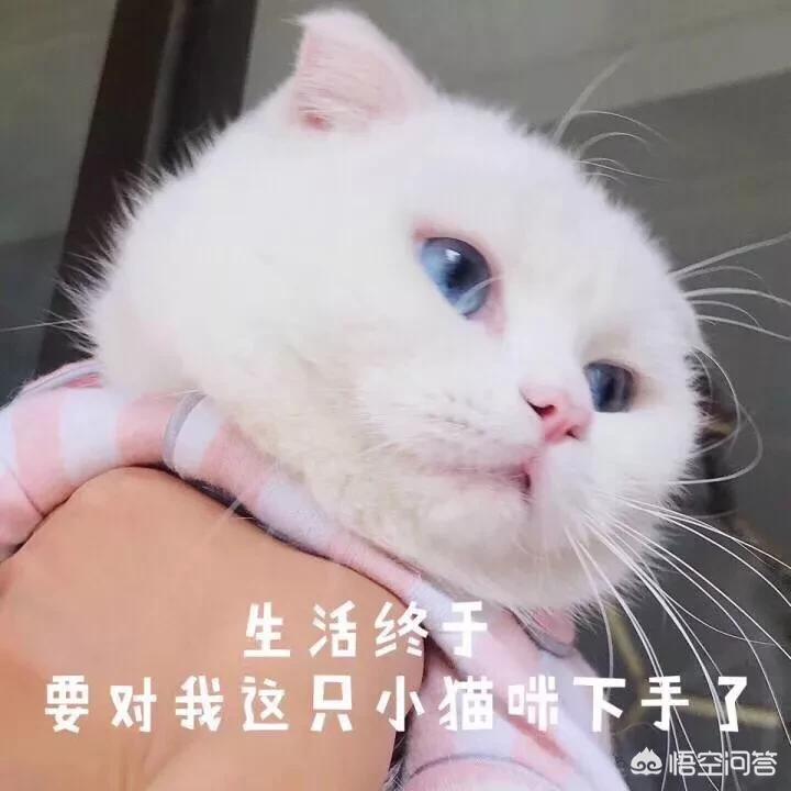 猫屋虐猫致4只猫死