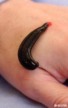 水蛭价格多少?怎么用最好? 水蛭价格多少?怎么用最好?