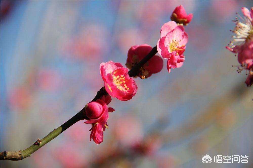 兰州市哪里可以看梅花