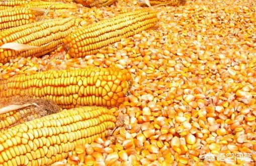 河南玉米什么时候熟？用不用收割机？多收钱一亩地？