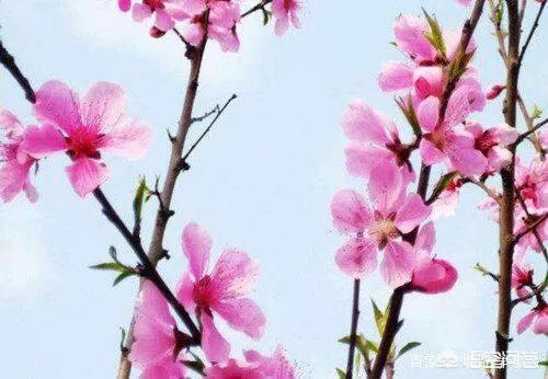 在中国历史上，你认为有哪些抒写春节的佳作？