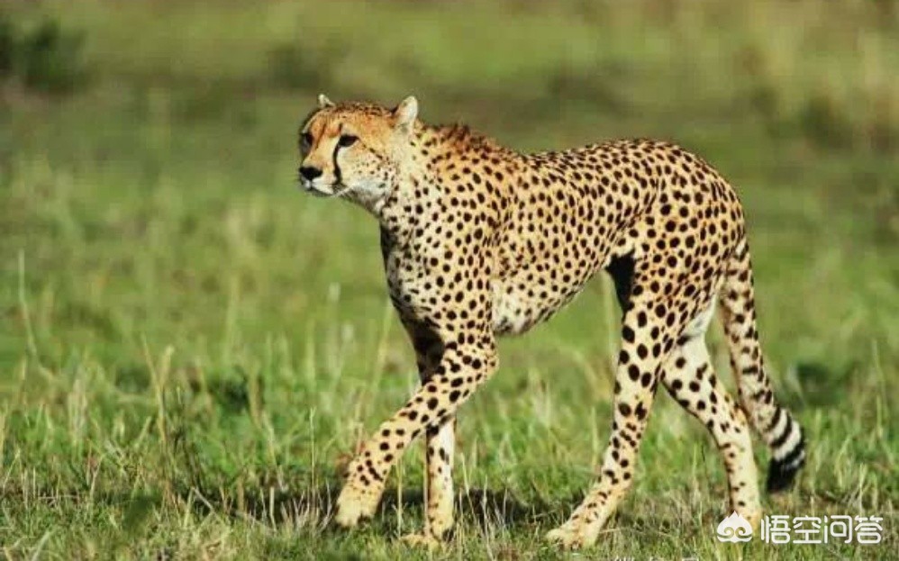 相机af(相机中的AF是什么意思?) 相机af(相机中的AF是什么意思?)