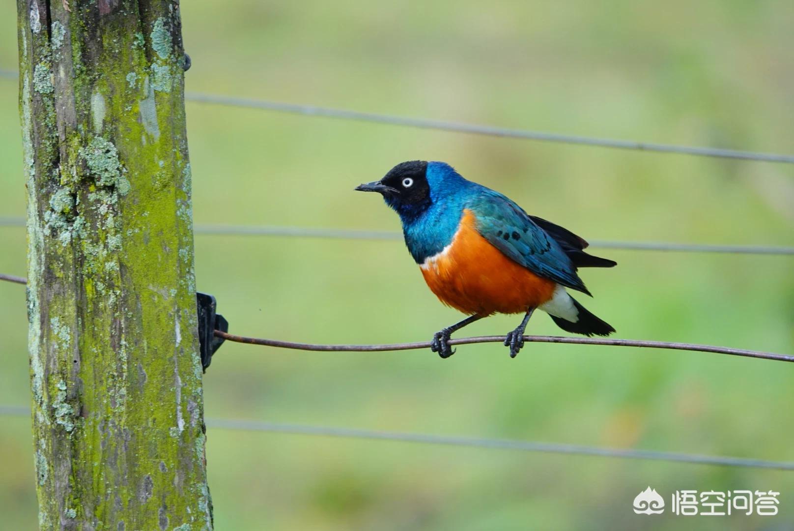 索尼rx10m4索尼rx10m4详细参数