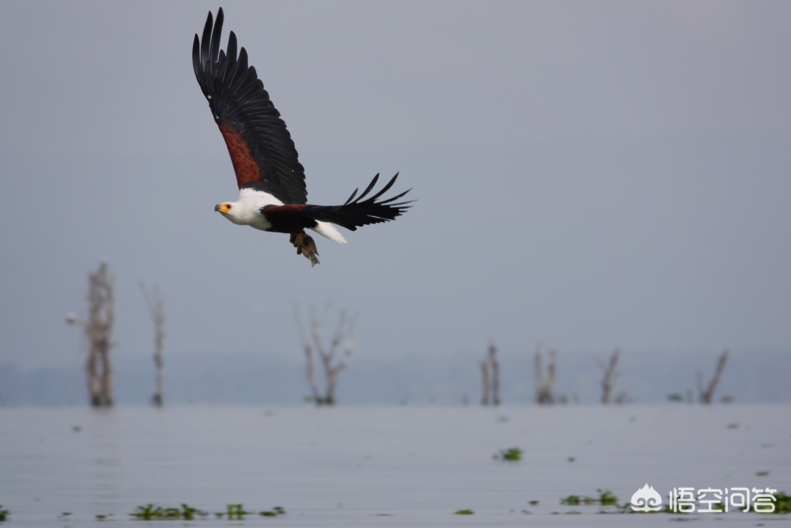 索尼rx10m4索尼rx10m4详细参数