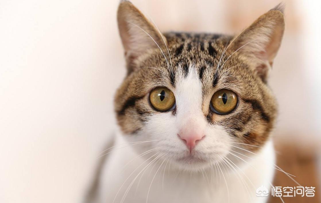 [医生持弓箭射流浪猫]猫咪预约了绝育手术，但是脾气太凶反应太强烈，还把两个医生手腕挠破，该怎么办？