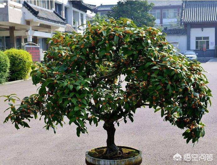 河南怎么样养桂花