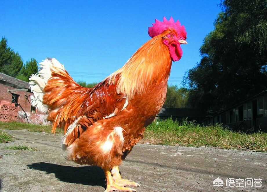 买好(买洗衣机在唯品会买还是京东买好?) 买好(买洗衣机在唯品会买还是京东买好?)