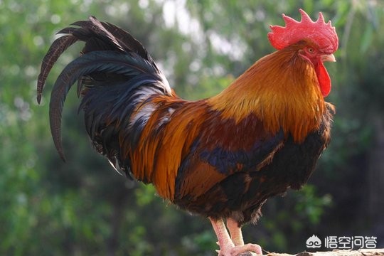 买好(买洗衣机在唯品会买还是京东买好?) 买好(买洗衣机在唯品会买还是京东买好?)