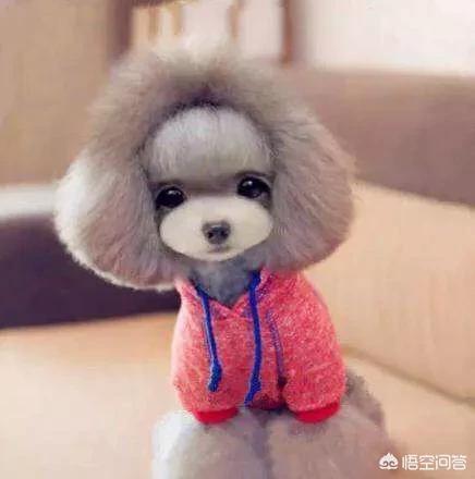 大型犬(适合懒人养的10种大型犬?) 大型犬(适合懒人养的10种大型犬?)