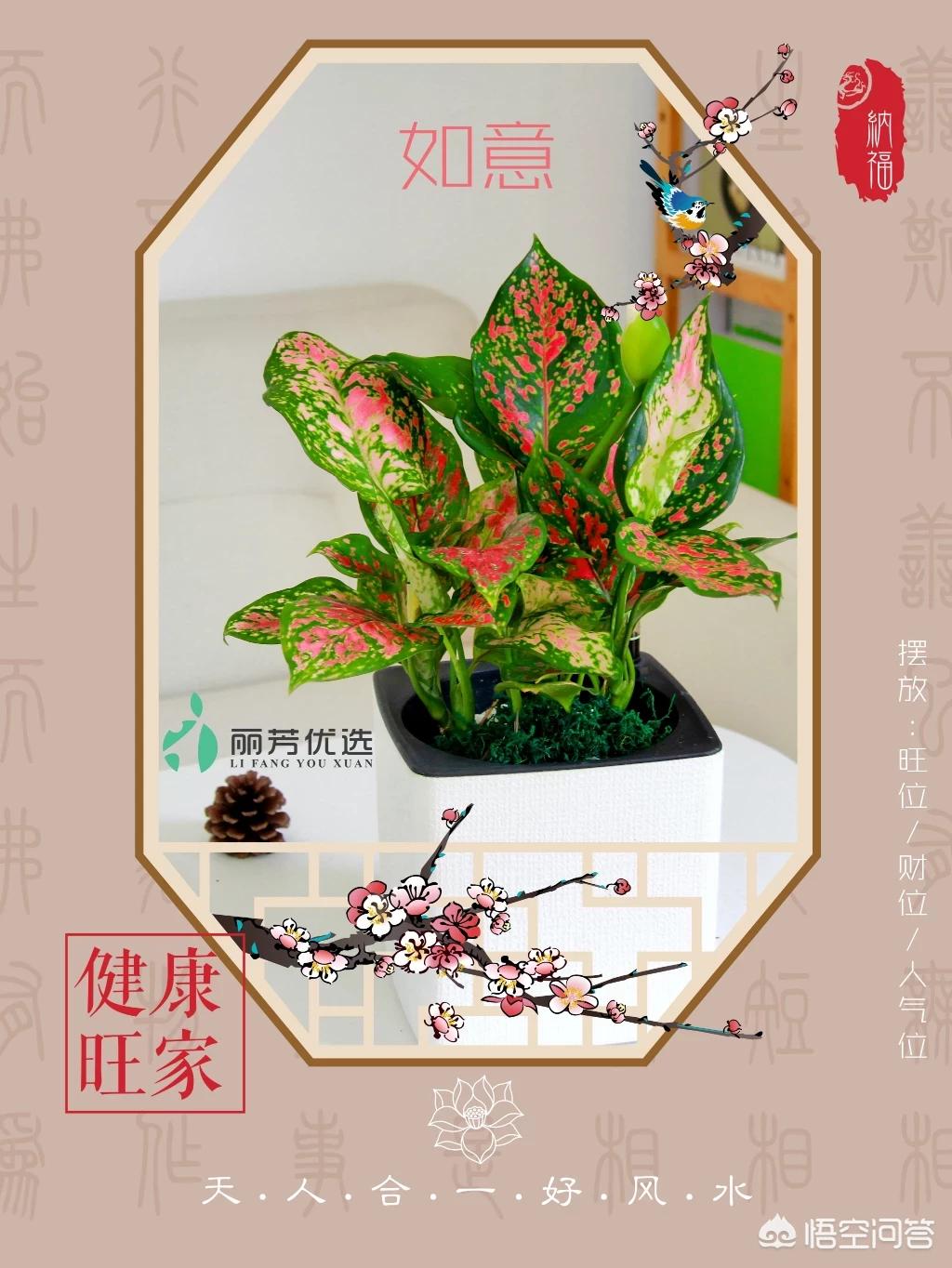 最好的花卉学知识网站，最好的花卉学知识网站有哪些