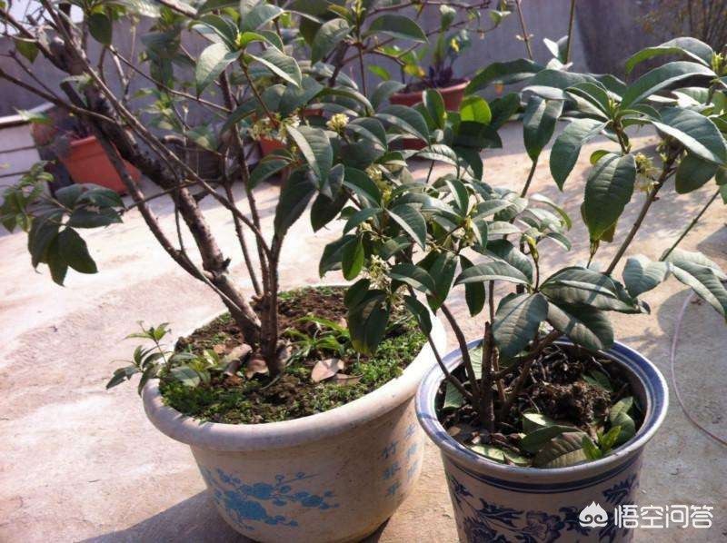 河南怎么样养桂花 河南怎么样养桂花