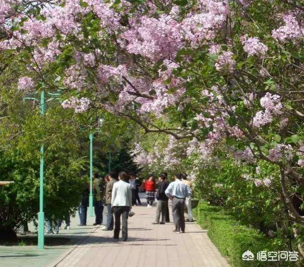 深圳市丁香公园在哪个位置