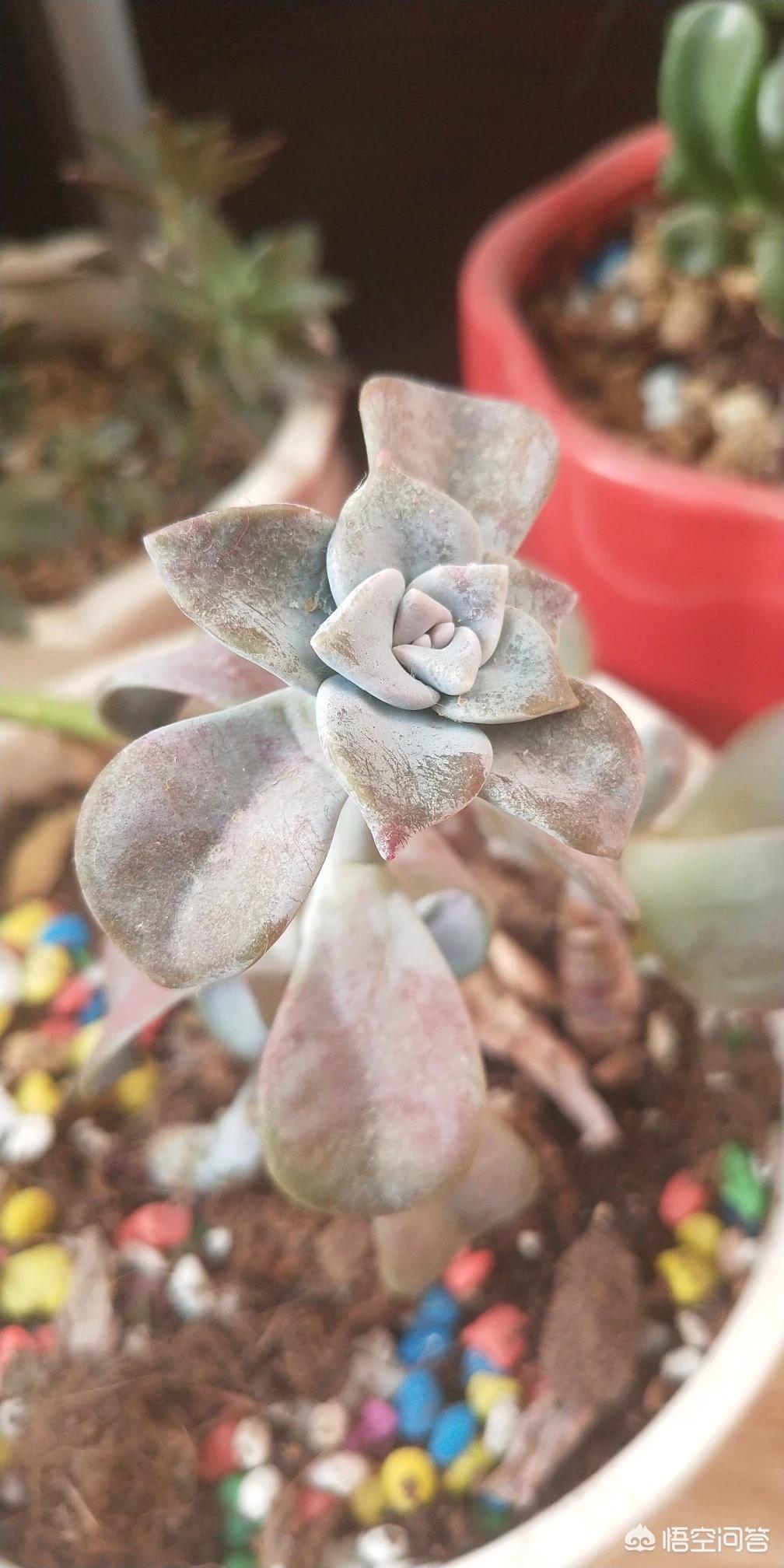 大连市什么地方卖活鸡