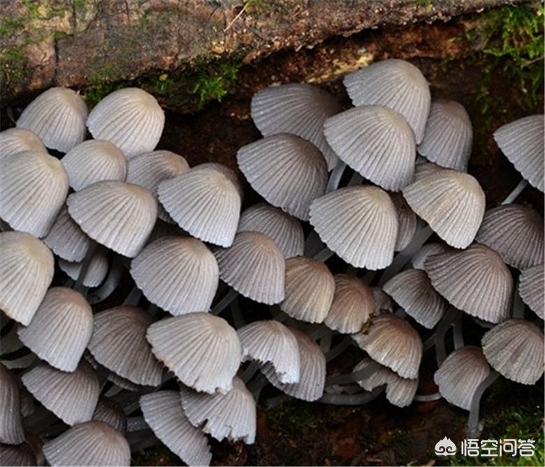 用狗试毒蘑菇仍中毒用狗试毒蘑菇仍中毒怎么办