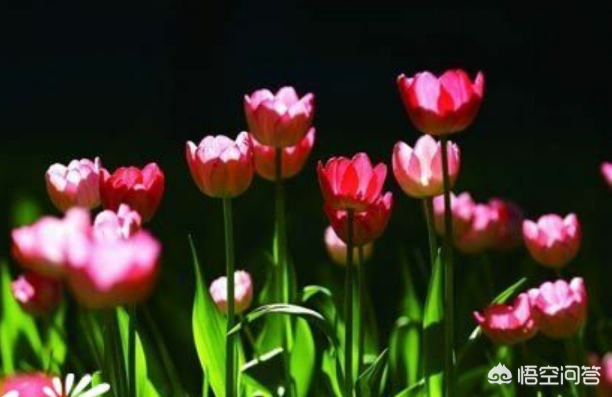 [黑色壁纸全黑]电脑屏幕总是自动变成黑色背景？